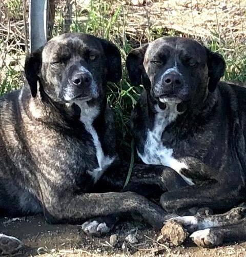 Gemma e Giada sorelline vivaci e allegrotte Foto 5